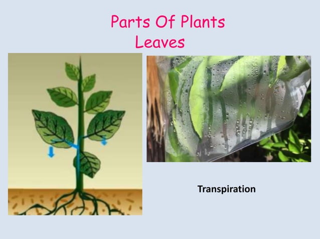 Concerning Plants II main image 0