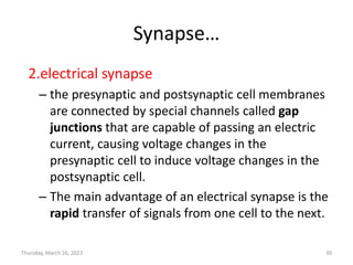 Synapse…
2.electrical synapse
– the presynaptic and postsynaptic cell membranes
are connected by special channels called gap
junctions that are capable of passing an electric
current, causing voltage changes in the
presynaptic cell to induce voltage changes in the
postsynaptic cell.
– The main advantage of an electrical synapse is the
rapid transfer of signals from one cell to the next.
Thursday, March 16, 2023 39
 
