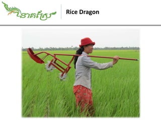 Rice Dragon
 
