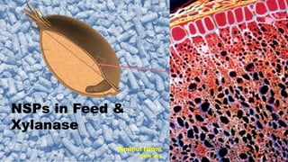 NSPs in Feed &
Xylanase
Aminul Islam
DVM, MS
 