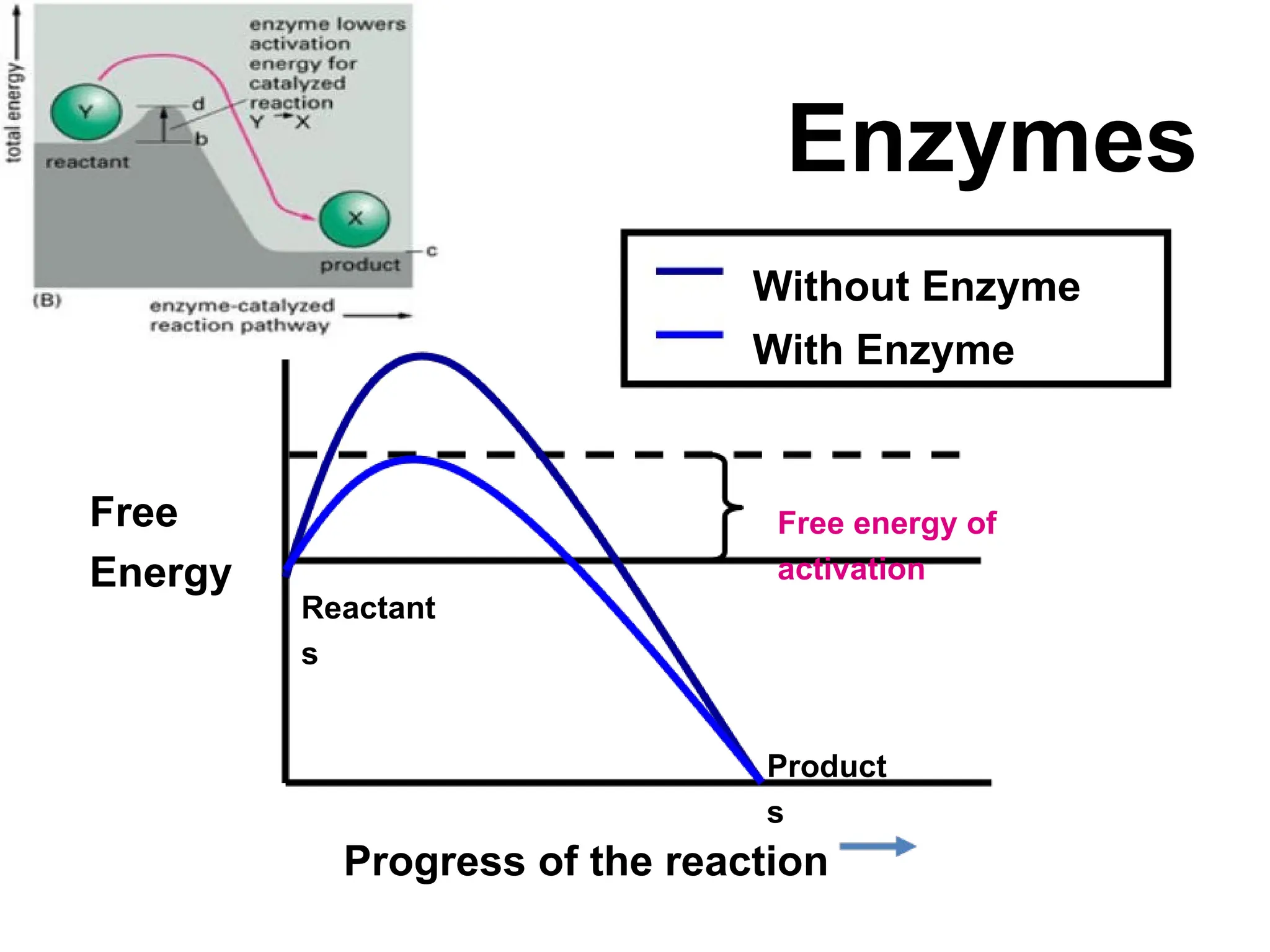 ENZYME энзим гэж юу бэ insight about enzymes | PPTX