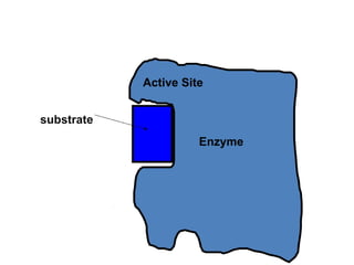 ENZYME энзим гэж юу бэ insight about enzymes | PPTX