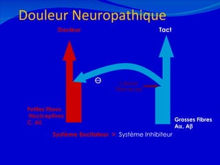 Douleur Neuropathique 12/08/11 Grosses Fibres A  , A  Douleur Petites Fibres  Nociceptives C, A  Tact Système Excitateur   >   Système Inhibiteur Lésion Nerveuse 