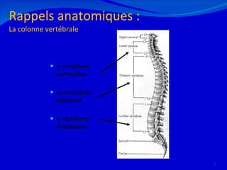 Rappels anatomiques : La colonne vertébrale 7 vertèbres cervicales 12 vertèbres dorsales 5 vertèbres lombaires 