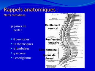 Rappels anatomiques : Nerfs rachidiens 31 paires de nerfs : 8 cervicales 12 thoraciques 5 lombaires 5 sacrées 1 coccigienne Renflement  cervical Renflement  lombaire Cône terminal Queue de cheval 