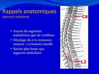 Rappels anatomiques  Segments médullaires Autant de segments médullaires que de vertèbres Décalage dû à la croissance osseuse > croissance moelle Racine plus basse que segment médullaire L2 C6 