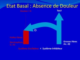 Etat Basal : Absence de Douleur 12/08/11 Grosses Fibres A  , A  Douleur = 0 Petites Fibres  NociceptivesC, A  Tact Système Excitateur   <   Système Inhibiteur 