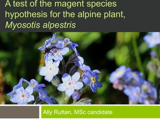 A test of the magnet species 
hypothesis for the alpine plant, 
Myosotis alpestris 
Ally Ruttan 
 