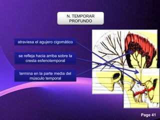 N. TEMPORAR
                             PROFUNDO




atraviesa el agujero cigomático


se refleja hacia arriba sobre la
    cresta esfenotemporal


termina en la parte media del
      músculo temporal




                        Powerpoint Templates
                                               Page 41
 