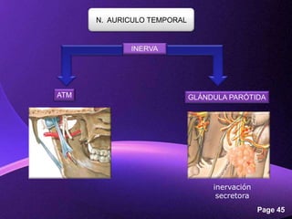 N. AURICULO TEMPORAL




ATM                             GLÁNDULA PARÓTIDA




                                     inervación
                                      secretora
         Powerpoint Templates
                                                  Page 45
 