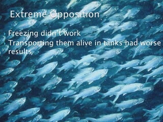  Freezing didn’t work
 Transporting them alive in tanks had worse
results
 