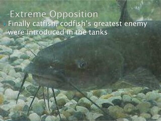  Finally catfish, codfish’s greatest enemy
were introduced in the tanks
 