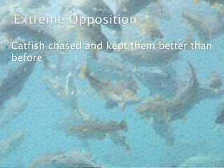  Catfish chased and kept them better than
before
 