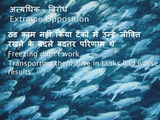  ठुंड काम नहीुं ककया टैंकों में उन्हें जीवित
रिने के बदले बदतर पररणाम र्े
 Freezing didn’t work
 Transporting them alive in tanks had worse
results
 