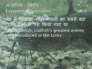  अांि में शसांघाड़ा, गॉब्रो मछली का सबसे बड़ा
दुचमन टैंकों में पेश ककया गया था
 Finally catfish, codfish’s greatest enemy
were introduced in the tanks
 