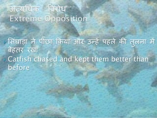  शसांघाड़ा ने पीछा ककया और उन्हें पहले की िुलना में
बेहिर रिा
 Catfish chased and kept them better than
before
 