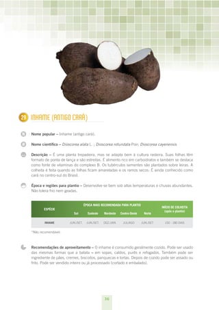 29
1     InHAmE (AnTIGO CARÁ)

N     Nome popular – Inhame (antigo cará).

N     Nome científico – Dioscorea alata L. ; Dioscorea rotundata Poir; Dioscorea cayenensis

...   Descrição – É uma planta trepadeira, mas se adapta bem à cultura rasteira. Suas folhas têm
      formato de ponta de lança e são estreitas. É alimento rico em carboidratos e também se destaca
      como fonte de vitaminas do complexo B. Os tubérculos sementes são plantados sobre leiras. A
      colheita é feita quando as folhas ficam amareladas e os ramos secos. É ainda conhecido como
      cará no centro-sul do Brasil.

      Época e regiões para plantio – Desenvolve-se bem sob altas temperaturas e chuvas abundantes.
      Não tolera frio nem geadas.


                                        ÉPOCA MAIS RECOMENDADA PARA PLANTIO
                                                                                            INÍCIO DE COLHEITA
             ESPÉCIE
                                                                                              (após o plantio)
                               Sul        Sudeste    Nordeste    Centro-Oeste    Norte

              INHAME        JUN./SET.    JUN./SET.   DEz./JAN.    JUL/AGO       JUN./SET.     150 - 180 DIAS


      *Não recomendável.



      Recomendações de aproveitamento – O inhame é consumido geralmente cozido. Pode ser usado
      das mesmas formas que a batata – em sopas, caldos, purês e refogados. Também pode ser
      ingrediente de pães, cremes, biscoitos, panquecas e tortas. Depois de cozido pode ser assado ou
      frito. Pode ser vendido inteiro ou já processado (cortado e embalado).




                                                     36
 