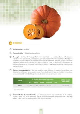 36
1     mORAnGA

N     Nome popular – Moranga

N     Nome científico – Cucurbita maxima Duch.

...   Descrição – Os frutos da moranga são ricos em vitamina A e carboidratos. É uma cultura que se
      adapta a vários tipos de solo, sendo a condução da lavoura semelhante à de abóbora. Assim como
      as abóboras, pode ser plantada em local definitivo (2 a 3 sementes por cova), ou por transplante
      de mudas semeadas em bandejas ou copinhos. Deve-se tomar o cuidado para não danificar as
      raízes no momento do transplante. Os frutos possuem polpa e casca alaranjadas e seus gomos
      são destacados.

      Época e regiões para plantio – São mais tolerantes que as abóboras em relação a temperaturas mais
      baixas e menos tolerante ao excesso de chuvas. É uma planta de clima quente, mas tolera temperaturas
      amenas (entre 15° a 25°C). São geralmente plantadas durante a primavera-verão.


                                         ÉPOCA MAIS RECOMENDADA PARA PLANTIO
                                                                                         INÍCIO DE COLHEITA
             ESPÉCIE
                                                                                           (após o plantio) 
                                Sul        Sudeste    Nordeste    Centro-Oeste   Norte

             MORANGA         SET./DEz.    SET./DEz.   MAR./JUN.    SET./DEz.      *        120-150 DIAS


      *Não recomendável.



      Recomendações de aproveitamento – As formas de preparo são semelhantes às da abóbora.
      Doces e purês são muito apreciados. Alguns pratos regionais são preparados com a moranga
      inteira, como camarão na moranga ou carne seca na moranga.




                                                       43
 