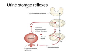 Urine storage reflexes
 