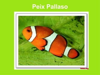 Peix Pallaso 