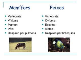 Mamífers  Peixos  Vertebrats Vívipars Mamen Pèls Respiren per pulmons Vertebrats Ovípers Escates  Aletes Respiren per brànquies 