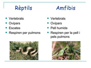 Rèptils  Amfibis Vertebrats Ovípars Escates  Respiren per pulmons Vertebrats Ovípars Pell humida Respiren per la pell i pels pulmons 