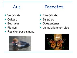 Aus  Insectes Vertebrats Ovípars Bec i ales  Plomes Respiren per pulmons Invertebrats Sis potes Dues antenes La majoria tenen ales 
