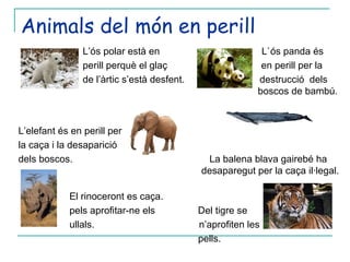 Animals del món en perill L’ós polar està en  L`ós panda és perill perquè el glaç  en perill per la de l’àrtic s’està desfent.  destrucció  dels    boscos de bambú.  L’elefant és en perill per la caça i la desaparició  dels boscos.   La balena blava gairebé ha        desaparegut per la caça il·legal.      El rinoceront es caça.   pels aprofitar-ne els  Del tigre se      ullals.  n’aprofiten les pells. 
