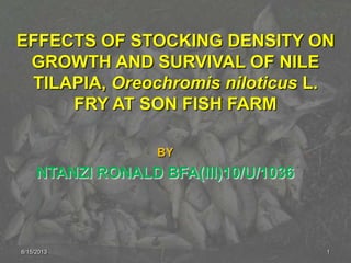 EFFECTS OF STOCKING DENSITY ON
GROWTH AND SURVIVAL OF NILE
TILAPIA, Oreochromis niloticus L.
FRY AT SON FISH FARM
BY
NTANZI RONALD BFA(III)10/U/1036
8/15/2013 1
 
