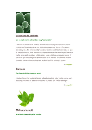 Levadura de cerveza
Un complemento alimenticio muy "completo"
La levadura de cerveza, también llamada Saccharomyces cerevisiae, es un
hongo, una levadura que se usa habitualmente para la producción de pan,
cerveza y vino. Se obtiene del proceso de la elaboración de la cerveza, ya que
el Saccharomyces vive, se reproduce y se mantiene gracias a la glucosa de la
malta. Una vez la levadura está lavada y seca está lista para su consumo. A
pesar de que se obtenga de la fabricación de la cerveza no contiene alcohol,
tampoco conservantes, colorantes, almidón, azúcar, lactosa o gluten.
Bardana
Purificante útil en caso de acné
(Arctium lappa) La bardana ha sido utilizada desde la edad media por su gran
acción purificante, se la reconocía como “la planta que límpia la sangre”.
Melisa o toronjil
Miel deliciosa y relajante natural
 