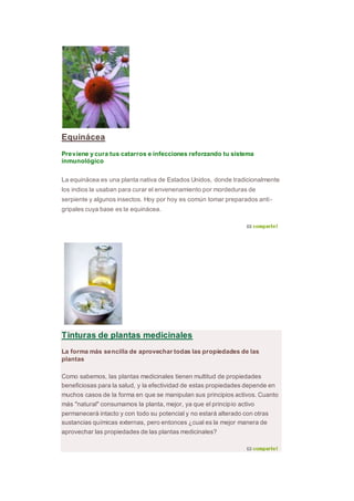 Equinácea
Previene y cura tus catarros e infecciones reforzando tu sistema
inmunológico
La equinácea es una planta nativa de Estados Unidos, donde tradicionalmente
los indios la usaban para curar el envenenamiento por mordeduras de
serpiente y algunos insectos. Hoy por hoy es común tomar preparados anti-
gripales cuya base es la equinácea.
Tinturas de plantas medicinales
La forma más sencilla de aprovechar todas las propiedades de las
plantas
Como sabemos, las plantas medicinales tienen multitud de propiedades
beneficiosas para la salud, y la efectividad de estas propiedades depende en
muchos casos de la forma en que se manipulan sus principios activos. Cuanto
más "natural" consumamos la planta, mejor, ya que el principio activo
permanecerá intacto y con todo su potencial y no estará alterado con otras
sustancias químicas externas, pero entonces ¿cual es la mejor manera de
aprovechar las propiedades de las plantas medicinales?
 