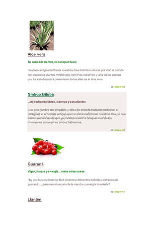 Aloe vera
Te cura por dentro, te cura por fuera
Desde la antigüedad hasta nuestros días distintas culturas por todo al mundo
han usado las plantas medicinales con fines curativos, y una de las plantas
que ha estado y está presente en todas ellas es el aloe vera.
Ginkgo Biloba
...de radicales libres, poemas y estudiantes
Con este nombre tan simpático y miles de años de tradición medicinal, el
Ginkgo es el árbol más antiguo que ha sobrevivido hasta nuestros días, ya que
existen evidencias de que ya poblaba nuestros bosques cuando los
dinosaurios aún eran los únicos habitantes.
Guaraná
Vigor, fuerza y energía... entre otras cosas
Hoy por hoy en Brasil es fácil encontrar diferentes bebidas y extractos de
guaraná... ¿será ese el secreto de la marcha y energía brasileña?
Llantén
 
