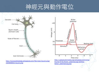 神經元與動作電位	
http://humanphisiology.wikispaces.com/file/view/neuron.png/
216460814/neuron.png
http://upload.wikimedia.org/wikipedia/commons/
thumb/4/4a/Action_potential.svg/1037px-
Action_potential.svg.png
 