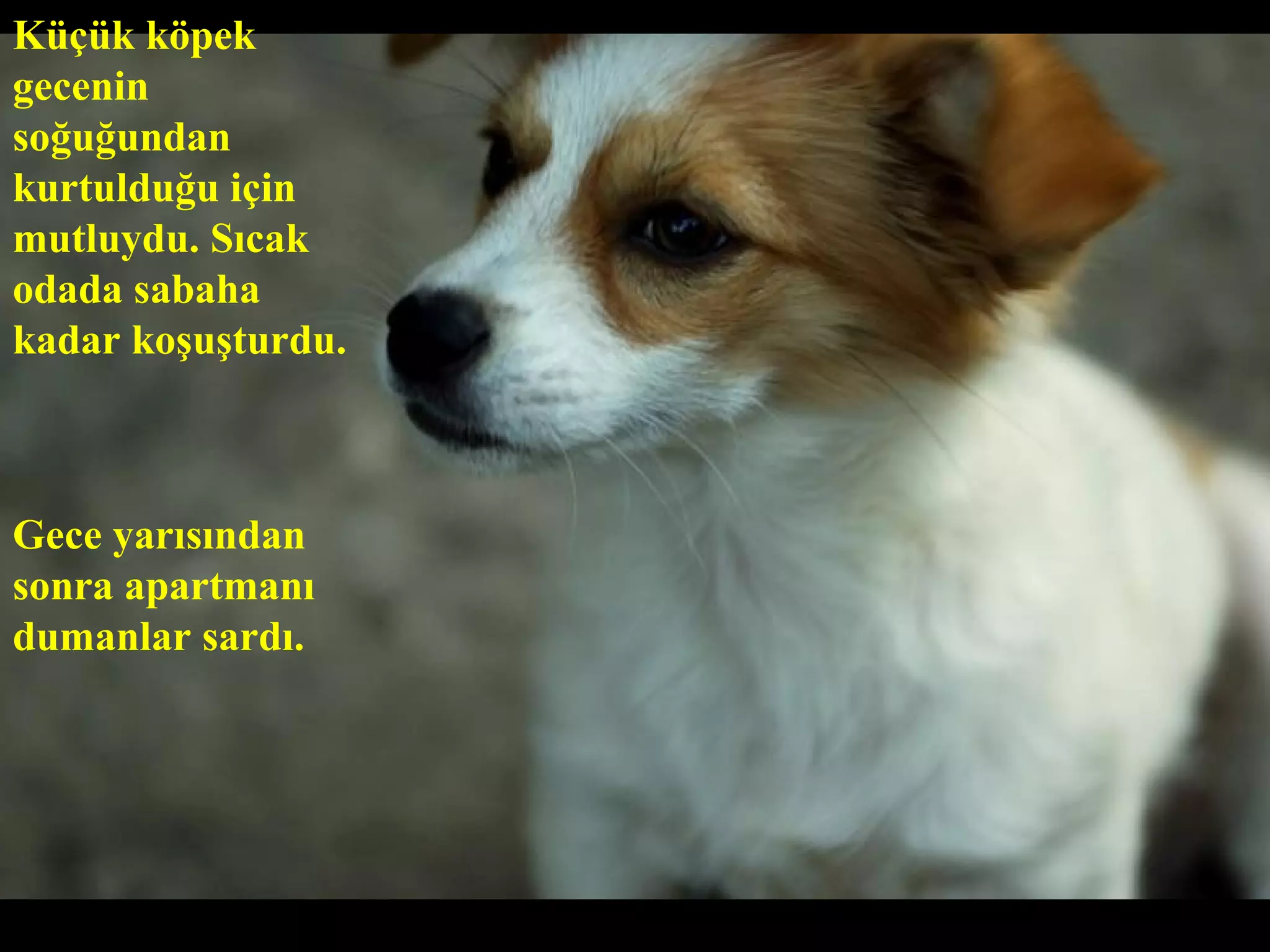Küçük köpek
gecenin
soğuğundan
kurtulduğu için
mutluydu. Sıcak
odada sabaha
kadar koşuşturdu.



Gece yarısından
sonra apartmanı
dumanlar sardı.
 
