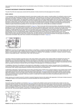 motor areas from the other cortical regions and from the ventral lateral nucleus of the thalamus. This thalamic nucleus receives the output of the basal ganglia and the
cerebellum.
PATHWAYS NECESSARY FOR MOTOR COORDINATION
The parts of the CNS most conspicuously concerned with the production of orderly movement are the basal ganglia and the cerebellum.
BASAL GANGLIA
To the physiologist or clinician, the basal ganglia comprise the corpus striatum (caudate nucleus, putamen, and globus pallidus), the subthalamic nucleus (or corpus
Luysii), and the two parts (compacta and reticulata) of the substantia nigra. These structures are in the base of the cerebral hemisphere and nearby parts of the
diencephalon and midbrain. Functionally, the system has five components. The striatum consists of the caudate nucleus and the putamen. The lateral pallidum is the
lateral division of the globus pallidus. The medial pallidum consists of the medial division of the globus pallidus together with the pars reticulata of the substantia
nigra. The other two components are the subthalamic nucleus and the substantia nigra pars compacta. These regions, which are connected with one another and with
the thalamus, cerebral cortex, and other parts of the brain, are involved in the automatic execution of learned movements and probably also in cognitive functions.
Destruction of neuronal populations in this system results in abnormalities of movement known as dyskinesias. The effects of the basal ganglia on movement are
mediated principally through descending pathways from the motor areas of the cerebral cortex, and they affect the contralateral musculature.
The principal connections of the basal ganglia are summarized in Figure 14.2. There it can be seen that the inputs are excitatory, with glutamate as the probable
transmitter: first from the whole cerebral cortex to the striatum, second from the intralaminar thalamic nuclei to the striatum, and third from the motor cortical areas to
the subthalamic nucleus. The output consists of inhibitory neurons, with their somata in the medial pallidum, which use g- aminobutyric acid (GABA) as their
transmitter. The largest pathway from the medial pallidum is to the anterior division of the ventrolateral nucleus of the thalamus, which projects to the premotor and
supplementary motor areas of the cerebral cortex. Thus, the cortex and the basal ganglia can modulate the activity of a large proportion of the motor fibers of the
pyramidal system and of the corticoreticulospinal pathway. Pallidal efferents go also to the superior colliculus, the intralaminar thalamic nuclei, and the
pedunculopontine nucleus in the reticular formation of the brain stem. The superior colliculus is concerned with the control of eye movements. The intralaminar
thalamic nuclei and pedunculopontine nucleus have connections with many parts of the brain and may provide links between the basal ganglia and pathways for
consciousness and sensation. Many other known connections of the basal ganglia are not shown in Figure 14.2.
FIGURE 14.2. Connections of the basal ganglia. Shows excitatory (+) and inhibitory (–) synapses and probable neurotransmitters. LGP, lateral pallidum; MGP, medial
pallidum; SC, superior colliculus; SNC, substantia nigra pars compacta; SNR, substantia nigra pars reticulata; STN, subthalamic nucleus; ACh, acetylcholine; DA,
dopamine; ENK, enkephalins; GABA, g-aminobutyric acid; GLU, glutamate; SP, substance P; SS, somatostatin. (From Albin RL, Young AB, Penney JB. Functional
anatomy of basal ganglia disorders. Trends Neurosci 1989;12:366, with permission.)
The striatum contains two populations of principal neurons, both causing inhibition at their synapses: those containing GABA and enkephalins that project to the
lateral pallidum, and those containing GABA and substance P that project to the medial pallidum and to the substantia nigra pars compacta. The cells of the
substantia nigra pars compacta are dopaminergic. Their best known projection is to the striatum, where the two populations of GABAergic cells respond differently to
dopamine. The striatal neurons that contain substance P are excited, whereas those that contain enkephalins are inhibited. Knowledge of neurotransmitters and their
actions may explain some features of disorders that result from diseases of the basal ganglia, as in the following two examples.
In hemiballismus, destruction of the subthalamic nucleus deprives the medial pallidum of excitatory stimuli, resulting in decreased activity of the pallidothalamic
neurons and decreased inhibition of the cells in the ventrolateral nucleus of the thalamus. Excessive activity of the ventrolateral nucleus causes excessive stimulation
of the premotor cortex, leading to large spontaneous movements at the proximal joints of the contralateral limbs.
In parkinsonism, degeneration of nigral dopaminergic neurons leads to decreased activity of striatal neurons containing substance P and increased activity of striatal
neurons containing enkephalins. Both types of striatal neuron are inhibitory to pallidal cells ( Fig. 14.2). Consequently, in Parkinson's disease, the neurons in the
medial pallidum become more active and those in the lateral pallidum become less active. The reduced activity of the lateral pallidum permits a stronger excitatory
effect of the subthalamic nucleus on the medial pallidum. The output of the medial pallidum is therefore increased for two reasons, and the stimulation of the motor
cortical areas by the thalamus is suppressed. These events account in a simple way for the reduced motor activity of the parkinsonian patient, but not for the
associated tremor and rigidity.
Similar reasoning can be invoked to account for choreiform movements (fragments of learned motor patterns) after degeneration of both types of striatal principal cell
in Huntington's disease, and for abnormal saccadic eye movements associated with chorea and parkinsonism.
CEREBELLUM
Some of the circuitry of the cerebellum is summarized in Figure 14.3. All parts of the cerebellum receive input from the inferior olivary complex of nuclei in the
contralateral half of the medulla. The olivary nuclei receive their afferents from the motor areas of the cerebral cortex and from the red nucleus. The olivocerebellar
system is thought to supply programs of instructions for movement patterns; the programs are stored in the cerebellum. Fibers that reach the cerebellum from other
sources, including the vestibular nuclei, the spinal cord, and the pontine nuclei, are active when motor programs are being executed. Another source of fibers to the
whole of the cerebellum is the locus ceruleus. This nucleus, in the upper brain stem, contains noradrenergic neurons with greatly branched axons that go to most
parts of the CNS. They may have a general modulatory action on the whole cerebellum.
FIGURE 14.3. Major neuronal circuitry of the three functional divisions of the cerebellum. X indicates tracts that cross the midline. (From Kiernan JA. An introduction to
 