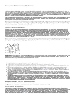 human neuroscience. Philadelphia: JB Lippincott, 1987, with permission.)
The nonolivary and non-noradrenergic cerebellar afferent fibers are not uniformly distributed. Those from the vestibular system end in the flocculus and nodule, and
those from the spinal cord end ipsilaterally in the vermis (cerebellar midline) and paravermal zones. Movements for equilibration and gait, which rely on vestibular and
proprioceptive input, are associated with these parts of the cerebellum. The contralateral pontine nuclei, which receive afferent fibers from most of the cerebral cortex,
project to the large cerebellar hemispheres and are the source of the largest contingent of afferent fibers. The corticopontocerebellar system controls the force, extent,
and timing of muscular contractions and is therefore necessary for performing skilled movements.
The functional deficits that result from damage to the cerebellum vary with the neuroanatomical subdivisions involved in the lesions. Thus, diseases affecting the parts
in and around the midline, which receive vestibular and proprioceptive input, cause ataxia. More lateral lesions cause disordered motor coordination that is most
pronounced when trying to make precise movements of the hands or feet.
Projections to the vestibular nuclei and the reticular formation enable the cerebellum to influence the vestibulospinal and reticulospinal pathways directly. The largest
numbers of cerebellar efferent fibers course rostrally to the posterior division of the ventrolateral nucleus of the contralateral thalamus. The posterior division of the
ventrolateral nucleus projects to the primary motor area of the cerebral cortex. In contrast to the cerebral cortex, basal ganglia, and thalamus, the cerebellum has its
functional connections with the muscles of the same side of the body.
PATHWAYS FOR SOMATIC SENSATION
Receptors in skin, deep connective tissue, skeletal muscle, tendons, and joints transduce mechanical, thermal, and noxious stimuli, sending ordered patterns of
impulses through spinal nerves and their dorsal roots to the spinal cord and through cranial nerves to the brain stem. Somatic sensory pathways are traced from
peripheral receptors to the postcentral gyrus, which is the primary somatosensory area of the contralateral cerebral cortex. Different routes, each a series of three or
four populations of neurons, are followed by the pathways for different kinds of sensation. For all these pathways, the first-order neurons are unipolar, with their cell
bodies in dorsal root (or cranial nerve) ganglia. The distal branches of the axons of these cells are directed peripherally, and the central branches enter the CNS. The
last neuron in the series is also the same in all pathways, having its cell body and dendrites in the ventroposterior nucleus of the thalamus and an axon that passes
through the posterior limb of the internal capsule before ending in the primary somatosensory area. The positions of the cell bodies and axons of the second- and
(when present) third-order neurons vary according to the type of sensation.
Distinct ascending pathways exist for pain and temperature, discriminative tactile sensation, and conscious awareness of position and movement of parts of the body
(proprioception; Fig. 14.4). Simple (nondiscriminative) touch is served by the pain/temperature sensation pathways. From the positions of the pathways at different
levels of the neuraxis, it is possible to predict the effects of lesions on sensation:
FIGURE 14.4. Ascending pathways for somatic sensation. A: Pathways for conscious proprioception for the upper and lower limbs. The pathway shown for the upper
limb also conveys discriminative touch sensation. Signals for discriminative touch from the lower limb travel to the medulla in the ipsilateral gracile fasciculus. B:
Spinothalamic pathway for pain, temperature, and nondiscriminative tactile sensation.
1. The pathway for pain and temperature crosses the midline at segmental levels.
2. The pathways for discriminative touch and conscious proprioception cross the midline in the caudal part of the medulla.
3. The spinothalamic tract, for pain and temperature, ascends in the ventral half of the lateral funiculus of spinal white matter and is laterally located in the brain
stem.
4. Fibers for discriminative touch ascend in the dorsal spinal white matter and in the medial lemniscus in the brain stem. The medial lemniscus is next to the
midline in the medulla and caudal pons. More rostrally, this tract shifts dorsally and laterally, so that in the midbrain it is close to the spinothalamic tract.
5. There are different pathways for conscious proprioception from the upper and lower limbs ( Fig. 14.4). At cervical levels, the dorsal funiculus of the spinal cord
does not contain proprioceptive fibers from the lower limb.
6. The central branches of the first-order neurons in the pathway for pain and temperature originating in the face, mouth, and head (not shown in Fig. 14.4)
descend into the caudal part of the medulla before ending in the spinal trigeminal nucleus. The trigeminothalamic fibers cross the midline before ascending in
the trigeminal lemniscus, which is medial to the spinal lemniscus in the caudal half of the pons, and between the spinal and medial lemnisci in the rostral pons
and midbrain.
7. The flow of somatosensory information from the spinal cord and brain stem is modulated by activity in descending pathways. These include the corticospinal
(pyramidal) tracts; corticobulbar fibers ending in the gracile, cuneate, and trigeminal sensory nuclei; and reticulospinal fibers from various sources. Of the latter,
the serotonergic raphe spinal tract from nuclei in the midline of the medulla is best known. These raphe spinal neurons, which can be activated by stimulation of
the periaqueductal gray matter of the midbrain, can simulate the analgesic action of morphine and other opiates. The corticospinal and corticobulbar fibers may
help to ensure that all peripheral stimuli are not consciously perceived.
PATHWAYS FOR SLEEP, AROUSAL, AND CONSCIOUSNESS
Two groups of nuclei of the reticular formation of the brain stem are involved in arousal, consciousness, and sleep.
CENTRAL GROUP OF RETICULAR NUCLEI
The central group includes the gigantocellular reticular nucleus in the medulla, the caudal and oral pontine reticular nuclei, and the cuneiform and subcuneiform
nuclei in the midbrain. The two latter are laterally located, but their connections and functions place them in the central group. The two pontine reticular nuclei include
the neurons constituting the paramedian pontine reticular formation (PPRF), which is involved in eye movements. The nuclei of the central group receive afferent
fibers from the spinal cord, the sensory nuclei of the cranial nerves, the vestibulocerebellum, the reticular formation of the midbrain, the tectum, the hypothalamus,
and the premotor area of the cerebral cortex (Fig. 14.5). The ascending afferents include collateral branches from the spinothalamic and trigeminothalamic tracts.
 