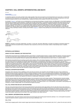 CHAPTER 4: CELL GROWTH, DIFFERENTIATION, AND DEATH
Kelley’s Textbook of Internal Medicine
CHAPTER 4: CELL GROWTH, DIFFERENTIATION, AND DEATH
MAX WICHA
Extracellular Signals
Cell Growth, Differentiation, and Death
In multicellular organisms, the function and fate of cells is tightly regulated. These cells must respond to environmental factors and to each other in a manner that
promotes survival and reproduction of the entire organism. The basic mechanisms involved in this complex organization and cellular interdependence have been
conserved throughout evolution and are remarkably similar in organisms as diverse as the roundworm, the fruit fly, mice, and humans.
As indicated in Figure 4.1, cell function can be conceptualized as occurring along three pathways: cell growth (division), cell differentiation, and cell death (apoptosis).
Although these are depicted as distinct pathways, in actuality they are highly interconnected. The extracellular signals that regulate these cellular behaviors fall into
three main classes: soluble signals (hormones and growth factors), extracellular matrix (ECM) signals (e.g., basement membrane), and cell–cell interactions (gap
junctions). These extracellular signals act on the cell through specific receptors that transmit this information to the interior cellular machinery through signal
transduction pathways. The cell must in turn integrate these complex signals and respond by initiating programs of cell growth, differentiation, or cell death. Our
knowledge of the molecular details of these pathways has been greatly expanded in recent years. It has also become clear that disregulation of these pathways
results in a variety of pathologic conditions, including cancer formation ( Figure 4.1). Aspects of these pathways are summarized below and discussed in more detail in
references.
FIGURE 4.1. Regulation of cell growth, differentiation, and death. In normal cells, cell growth, differentiation, and death are regulated by extracellular signals from
soluble signals (hormones and growth factors), extracellular matrix components, and cell–cell communication. Defects in these pathways result in neoplastic
transformation.
EXTRACELLULAR SIGNALS
GROWTH FACTORS, HORMONES, AND THEIR RECEPTORS
Growth factors and hormones serve to facilitate intercellular communication to coordinate cellular functions in complex multicellular organisms. Hormones produced in
one organ act at distant sites, whereas growth factors and cytokines usually act locally, facilitating interactions between tissues. This interaction manifests itself in
such phenomena as stromal epithelial interactions regulating cellular differentiation. Such locally acting factors are said to function in a paracrine fashion.
Both hormones and growth factors act by binding to specific cellular receptors, either on the plasma membrane or in the intracellular compartment. These receptors in
turn initiate signal transduction pathways that ultimately regulate gene expression, controlling growth, differentiation, and cell death states. There has been a
tremendous increase in our understanding of receptor function. This information has provided important new insights for pharmacologic development. In general, cell
receptors can be divided into two classes. “Cargo receptors” (such as the low-density lipoprotein receptor) deliver nutrients, minerals, and other components directly
to cells. Such receptors themselves do not initiate signal transduction pathways. The other major class of receptors are capable of interacting with and triggering
intracellular signal transduction molecules. For example, one class of these receptors has intrinsic activity, such as that of tyrosine kinase, and are activated by
growth factors. Receptors in this class with tyrosine kinase activity include those for epidermal growth factor and platelet-derived growth factor. Another class of
receptors of which several hundred have been described is coupled to large G proteins.
EXTRACELLULAR MATRIX AND INTEGRINS
Extracellular matrix molecules provide a scaffolding to which most cells are anchored. The composition of the ECM differs from tissue to tissue. Epithelial and
endothelial cells are anchored to a basement membrane containing mostly type IV collagen, laminin, and heparan sulfate proteoglycans, whereas stromal cells are
anchored to an ECM consisting largely of type I and type III collagens and fibronectin. It is now clear that these ECMs are far more than an inert scaffolding; rather,
they provide important positional information and cooperate closely with growth factors and hormones to regulate cellular functions. For example, the basement
membrane attachment of epithelial cells regulates their decisions to undergo growth, differentiation, or cell death.
The ECM molecules interact with cells through specific receptors, the most important of which are the integrin receptors. These heterodimeric molecules mediate
cellular attachment to ECM and are linked to signal transduction pathways. There are important interactions between these ECM-regulated pathways and those for
growth factors, allowing cells to integrate complex information from the cell's environment. Furthermore, the interaction between ECM and integrin receptors is
bidirectional. The ECM components regulate integrin expression and activation, and integrins function in turn in ECM assembly. Abnormalities in these pathways may
contribute to a number of disease states, such as cardiovascular disease and psoriasis.
CELL–CELL INTERACTIONS AND GAP JUNCTION PROTEINS
Cells may communicate directly with each other through proteins that form small channels, termed gap junctions, which link cells within tissues. Gap junctions are
composed of a family of proteins known as connexins. Most normal cells utilize these channels to transport nutrients and small molecules. At least 13 connexins have
been described, and recently, the three-dimensional structure of a recombinant gap junction channel was solved. Mutations in connexin molecules have been
described and are believed to play an important role in the etiology of a number of human disease states such as the X-linked form of Charcot–Marie–Tooth syndrome
and autosomal recessive deafness, as well as abnormalities in the development of the cardiovascular system. In addition, it has been shown that many if not most
cancers show defects in gap junctional communication, which might contribute to their cellular autonomy.
CELL GROWTH, DIFFERENTIATION, AND DEATH
As summarized above, cells receive diverse cues from their environment through interconnecting signal transduction pathways. In turn, cells regulate the expression
of genes that determine whether a quiescent cell will enter the cell cycle, differentiate, or die.
CELL CYCLE
Growth factors engaging specific cellular receptors trigger signal transduction pathways that in turn cause quiescent cells in the G 0 phase of the cell cycle to enter the
 