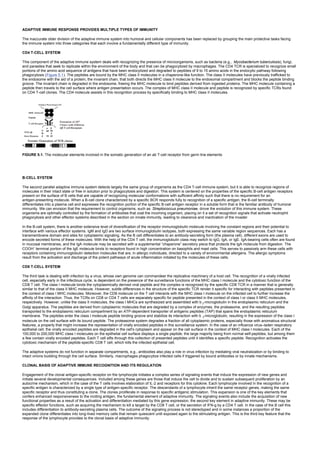 ADAPTIVE IMMUNE RESPONSE PROVIDES MULTIPLE TYPES OF IMMUNITY
The inaccurate older division of the adaptive immune system into humoral and cellular components has been replaced by grouping the main protective tasks facing
the immune system into three categories that each involve a fundamentally different type of immunity.
CD4 T-CELL SYSTEM
This component of the adaptive immune system deals with recognizing the presence of microorganisms, such as bacteria (e.g., Mycobacterium tuberculosis), fungi,
and parasites that seek to replicate within the environment of the body and that can be phagocytized by macrophages. The CD4 TCR is specialized to recognize small
portions of the amino acid sequence of antigens that have been endocytized and degraded to peptides of 9 to 15 amino acids in the endocytic pathway following
phagocytosis (Figure 5.1). The peptides are bound by the MHC class II molecules in a chaperone-like function. The class II molecules have previously trafficked to
the endosome with the aid of a protein, the invariant chain, that both directs the MHC class II molecule to the endosomal compartment and blocks the peptide binding
groove. The invariant chain is degraded in the endosome, freeing the MHC molecule to bind peptides derived from ingested proteins. The MHC molecule containing a
peptide then travels to the cell surface where antigen presentation occurs. The complex of MHC class II molecule and peptide is recognized by specific TCRs found
on CD4 T-cell clones. The CD4 molecule assists in this recognition process by specifically binding to MHC class II molecules.
FIGURE 5.1. The molecular elements involved in the somatic generation of an ab T-cell receptor from germ line elements
B-CELL SYSTEM
The second parallel adaptive immune system detects largely the same group of organisms as the CD4 T-cell immune system, but it is able to recognize regions of
molecules in their intact state or free in solution prior to phagocytosis and digestion. This system is centered on the properties of the specific B-cell antigen receptors
present on the surface of B cells that are capable of recognizing molecular conformations with sufficient affinity such that there is no requirement for an
antigen-presenting molecule. When a B-cell clone characterized by a specific BCR responds fully to recognition of a specific antigen, the B-cell terminally
differentiates into a plasma cell and expresses the recognition portion of the specific B-cell antigen receptor in a soluble form that is the familiar antibody of humoral
immunity. We can envision that the requirement to control organisms, such as Streptococcus pneumoniae, drove the evolution of this immune system. These
organisms are optimally controlled by the formation of antibodies that coat the incoming organism, placing on it a set of recognition signals that activate neutrophil
phagocytosis and other effector systems described in the section on innate immunity, leading to clearance and inactivation of the invader.
In the B-cell system, there is another extensive level of diversification of the receptor immunoglobulin molecule involving the constant regions and their potential to
interface with various effector systems. IgM and IgD are two surface immunoglobulin isotypes, both expressing the same variable region sequences. Each has a
transmembrane domain and sites for cytoplasmic signaling. As the B cell differentiates to an antibody-secreting form (the plasma cell), different exons are used to
encode secreted forms of these molecules. With the help of the CD4 T cell, the immunoglobulin class may switch to IgG, IgA, or IgE. IgA-bearing cells often are found
in mucosal membranes, and the IgA molecule may be secreted with a supplemental “chaperone” secretory piece that protects the IgA molecule from digestion. The
COOH–
terminal portion of the IgE molecule binds to receptors found in high concentration on basophils and mast cells. This serves to passively arm these cells with
receptors containing immunoglobulin detection molecules that are, in allergic individuals, directed to a variety of environmental allergens. The allergic symptoms
result from the activation and discharge of the potent pathways of acute inflammation initiated by the molecules of these cells.
CD8 T-CELL SYSTEM
The third task is dealing with infection by a virus, whose own genome can commandeer the replicative machinery of a host cell. The recognition of a virally infected
cell, especially early in the infectious cycle, is dependent on the presence of the surveillance functions of the MHC class I molecule and the cytotoxic function of the
CD8 T cell. The class I molecule binds the cytoplasmically derived viral peptide and the complex is recognized by the specific CD8 TCR in a manner that is generally
similar to that of the class II MHC molecule. However, subtle differences in the structure of the specific TCR render it specific for interacting with peptides presented in
the context of class I MHC molecules. Moreover, the CD8 molecule on the T cell interacts with the MHC class I molecule on the infected cell to further increase the
affinity of the interaction. Thus, the TCRs on CD8 or CD4 T cells are separately specific for peptide presented in the context of class I or class II MHC molecules,
respectively. However, unlike the class II molecules, the class I MHCs are synthesized and assembled with b 2-microglobulin in the endoplasmic reticulum and the
Golgi apparatus. The peptides are derived from cytoplasmic molecules that are degraded by a complex of enzymes, the proteasome, and the resulting peptides
transported to the endoplasmic reticulum compartment by an ATP-dependent transporter of antigenic peptides (TAP) that spans the endoplasmic reticulum
membrane. The peptides enter the class I molecule peptide binding groove and stabilize its interaction with b 2-microglobulin, resulting in the expression of the class I
molecule on the cell surface with its bound peptide. The proteasome system degrades a fraction of all cytoplasmic proteins, especially those with anomalous structural
features, a property that might increase the representation of virally encoded peptides in this surveillance system. In the case of an influenza virus–laden respiratory
epithelial cell, the virally encoded peptides are degraded in the cell's cytoplasm and appear on the cell surface in the context of MHC class I molecules. Each of the
100,000 to 200,000 MHC class I molecules on the epithelial cell surface displays a single peptide, the large majority being from normal self-peptides, but among them
a few contain virally encoded peptides. Each T cell sifts through this collection of presented peptides until it identifies a specific peptide. Recognition activates the
cytotoxic mechanism of the peptide-specific CD8 T cell, which kills the infected epithelial cell.
The adaptive systems do not function in separate compartments, e.g., antibodies also play a role in virus infection by mediating viral neutralization or by binding to
intact virions budding through the cell surface. Similarly, macrophages phagocytize infected cells if triggered by bound antibodies or by innate mechanisms.
CLONAL BASIS OF ADAPTIVE IMMUNE RECOGNITION AND ITS REGULATION
Engagement of the clonal antigen-specific receptor on the lymphocyte initiates a complex series of signaling events that induce the expression of new genes and
initiate several developmental consequences. Included among these genes are those that induce the cell to divide and to sustain subsequent proliferation by an
autocrine mechanism, which in the case of the T cells involves elaboration of IL-2 and receptors for this cytokine. Each lymphocyte involved in the recognition of a
specific antigen is characterized by a single type of antigen-specific receptor. The descendants of a lymphocyte inherit the same receptor genes, making the same
specific receptor and thus constituting a clone. The clones proliferate in response to specific antigenic stimulation. This expansion is one of the key elements that
confers enhanced responsiveness to the inciting antigen, the fundamental element of adaptive immunity. The signaling events also include the acquisition of new
functional properties as a result of the activation and differentiation mediated by this gene expression, the second key element in adaptive immunity. These may be
specific effector functions, such as acquiring the mechanism to kill a target by the CD8 T cell, or the secretion of IFN-g by a CD4 T cell. In the case of the B cell this
includes differentiation to antibody-secreting plasma cells. The outcome of the signaling process is not stereotyped and in some instances a proportion of the
expanded clone differentiates into long-lived memory cells that remain quiescent until exposed again to the stimulating antigen. This is the third key feature that the
response of the lymphocyte provides to the clonal basis of adaptive immunity.
 
