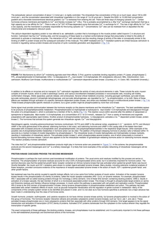 The extracellular calcium concentration of about 1.2 mmol per L is rigidly controlled. The intracellular free concentration of this ion is much lower, about 100 to 200
mmol per L, and the concentration associated with intracellular organelles is in the range of 1 to 20 µmol per L. Despite this 5000- to 10,000-fold concentration
gradient and a favorable transmembrane electrical gradient, Ca 2+
is restrained from entering the cell. There are three ways of changing cytosolic Ca 2+
. Certain
hormones enhance membrane permeability to Ca2+
and thereby increase Ca2+
influx. This is probably accomplished by a 3Na +
/Ca2+
exchange mechanism that has a
high capacity but a low affinity for Ca2+
. There is also a Ca2+
/2H+
-ATPase-dependent pump that extrudes Ca2+
in exchange for H+
. This has a high affinity for Ca 2+
but
a low capacity, and the mechanism is probably responsible for fine-tuning cytosolic Ca 2+
concentrations. Ca2+
also can be mobilized from or deposited into the
mitochondrial and endoplasmic reticulum pools.
The calcium-dependent regulatory protein is now referred to as calmodulin, a protein that is homologous to the muscle protein called troponin C in structure and
function. Calmodulin has four Ca2+
binding sites, and full occupancy of these leads to a marked conformational change that presumably is linked to the ability of
calmodulin to activate or inactivate enzymes. The interaction of Ca 2+
with calmodulin and the resulting change of activity of the latter is conceptually similar to the
binding of cAMP to protein kinase and the subsequent activation of this molecule. The cAMP-mediated and Ca 2+
-mediated systems are linked because calmodulin is
involved in regulating various protein kinases and enzymes of cyclic nucleotide generation and degradation ( Fig. 7.4).
FIGURE 7.4. Mechanisms by which Ca2+
-mobilizing agonists exert their effects. G Prot, guanine nucleotide–binding regulatory protein; P Lipase, phospholipase C;
PIP2, phosphatidylinositol 4,5-biphosphate; DAG, 1,2-diacylglycerol; IP 3, myo-inositol 1,4,5-triphosphate; ER, endoplasmic reticulum; Mito, mitochondrion; Cam,
calmodulin; Multifunct Cam-Kinase, multifunctional or multisubstrate Ca 2+:
-calmodulin-dependent protein kinase. (Courtesy of J. H. Exton, MD, Vanderbilt University.)
In addition to its effects on enzymes and ion transport, Ca 2+
-calmodulin regulates the activity of many structural elements in cells. These include the actin–myosin
complex of smooth muscle, which is under b-adrenergic control, and various microfilament-mediated processes in noncontractile cells, including cell motility,
conformation changes, mitotic apparatus, granule release, and endocytosis. Several critical metabolic enzymes, including glycogen synthetase, pyruvate kinase,
pyruvate carboxylase, glycerol 3-phosphate dehydrogenase, and pyruvate dehydrogenase, are regulated by Ca 2+
, by phosphorylation, or by both. Many of these
effects are mediated through activation of a specific calmodulin-dependent protein kinase, and others are mediated through a multifunctional protein kinase ( Fig. 7.4).
These kinases phosphorylate specific residues on proteins, but a given protein might be phosphorylated by more than one kinase.
Some signal must provide communication between the hormone receptor on the plasma membrane and the intracellular Ca 2+
reservoirs. The best candidates appear
to be products of phosphatidylinositide metabolism. Phosphatidylinositol 4,5-biphosphate is hydrolyzed to myo-inositol 1,4,5-triphosphate and diacylglycerol through
the action of a phospholipase C, which is activated by a member of the G q family (Fig. 7.4). This reaction occurs within seconds after the addition of vasopressin or
epinephrine to hepatocytes. Myo-inositol 1,4,5-triphosphate, at a concentration of 0.1 to 0.4 mmol/L, releases Ca 2+
from a variety of membrane and organelle
preparations with appropriately rapid kinetics. Another product of phosphoinositide hydrolysis, 1,2-diacylglycerol, activates a Ca 2+
-dependent protein kinase, protein
kinase C. The hormones that activate this system generate two intracellular signals: Ca 2+
and diacylglycerol.
Steroidogenic agents, including adrenocorticotropic hormone (corticotropin; ACTH) and cAMP in the adrenal cortex; angiotensin II, K +
, serotonin, ACTH, and dibutyryl
cAMP in the zona glomerulosa of the adrenal; luteinizing hormone in the ovary, and luteinizing hormone and cAMP in the Leydig cells of the testes have been
associated with increased amounts of phosphatidic acid, phosphatidylinositol, and polyphosphatidylinositides in the respective target tissues. Other examples of the
possible role of phosphatidylinositide metabolites in hormone action can be cited. The addition of thyrotropin-releasing hormone to pituitary cells is followed within 15
seconds by a marked increase of inositol degradation by phospholipase C. The intracellular levels of inositol diphosphates and triphosphates increase markedly,
resulting in mobilization of intracellular calcium. This activates protein kinase C, which phosphorylates several proteins, one of which presumably is involved in
thyroid-stimulating hormone release. Calcium also appears to be the intracellular mediator of gonadotropin-releasing hormone action on luteinizing hormone release.
This reaction probably involves calmodulin.
The roles that Ca2+
and phosphoinositide breakdown products might play in hormone action are presented in Figure 7.4. In this scheme, the phosphoinositide
products are the second messengers and Ca2+
is a tertiary messenger. It is likely that more examples of the complex networking of intracellular messengers will be
discovered.
PROTEIN KINASE CASCADES PROVIDE THE SECOND MESSENGER
Phosphorylation is perhaps the most common post-translational modification of proteins. The usual amino acid residues modified by this process are serine or
threonine. The phosphorylation of tyrosine residues accounts for only 0.03% of phosphorylated amino acids, but it is extremely important for hormone action. The
seminal discovery was that the epidermal growth factor receptor contained an intrinsic tyrosine kinase that was activated when epidermal growth factor was bound.
Shortly thereafter, the insulin and IGF-I receptors were shown to contain ligand-activated tyrosine kinases. Many studies, including extensive mutational analysis of
these receptors, provided conclusive evidence of the importance of receptor-associated tyrosine kinase in the action of insulin, IGF-I, epidermal growth factor, and
other growth factors.
Not explained was how this activity coupled to specific biologic effects, but a clue came from further analysis of insulin action. Activation of the receptor tyrosine
kinase results in the phosphorylation of a family of proteins, called the insulin receptor substrates (IRS 1 to 4), on tyrosine residues. For example, phosphorylated
IRS-1 associates with so-called docking proteins through Src homology 2 (SH2) domains. One of these SH2 domain–containing docking proteins, GRB-2, results in
activation of a kinase cascade, the last member of which is a microtubule-associated protein kinase. This kinase is thought to phosphorylate target proteins on serine
and threonine residues and thereby influence biologic processes. In insulin action this pathway is associated with cell growth and replication events. Phosphorylated
IRS-2 binds to the SH2 domain of phosphoinositol-3 kinase, linking tyrosine phosphorylation to phosphoinositide metabolism and action. This pathway has been
associated with certain metabolic effects of insulin, such as glucose transporter translocation and the regulation of genes involved in metabolism. Many of the
components of this complex system remain to be identified and placed in order, and it is not clear as to how hormone specificity is achieved, but a major advance has
been made in understanding how this class of hormones works.
Growth hormone, prolactin, erythropoietin, and cytokine receptors do not have intrinsic tyrosine kinase activity, but tyrosine phosphorylation is involved in the action of
this group of hormones. The hormone receptor interaction attracts and activates cytoplasmic protein tyrosine kinases, such as Tyk-2, Jak-1, and Jak-2. These
activated kinases phosphorylate one or more cytoplasmic proteins that then associate with other proteins through SH2 domains. One target appears to be the signal
transduction and activators of transcription (STAT) family of proteins. Activated STAT proteins translocate from the cytoplasm to the nucleus wherein they regulate the
transcription of specific genes.
The exact components of these pathways, the docking proteins, kinases, and phosphatases must be established, and it is particularly important to link these pathways
to the well-established physiologic and biochemical actions of the hormones.
 