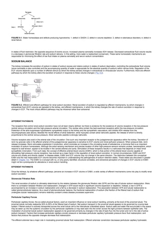 FIGURE 9.1. Water homeostasis and defects producing hypnotremia. 1, defect in SIADH; 2, defect in volume depletion; 3, defect in edematous disorders; 4, defect in
renal failure.
In states of fluid restriction, the opposite sequence of events occurs. Increased plasma osmolality increases ADH release. Decreased extracellular fluid volume results
in a decrease in glomerular filtration rate and sodium delivery. In this setting, more water is reabsorbed (conserved). These same homeostatic mechanisms are
responsible for minimizing the effect of low fluid intake on plasma osmolality and serum sodium concentration.
SODIUM BALANCE
The kidney increases the excretion of sodium in states of sodium excess and retains sodium in states of sodium deprivation, controlling the extracellular fluid volume
(since osmolality is also controlled and the accompanying quantity of water is appropriate for the absolute quantity of sodium) within narrow limits. Regulation of the
ECF volume depends upon a number of afferent stimuli by which the kidney senses changes in extracellular or intravascular volume. Furthermore, there are efferent
pathways by which the kidney alters the excretion of sodium in response to these volume changes ( Fig. 9.2).
FIGURE 9.2. Afferent and efferent pathways for renal sodium excretion. Renal excretion of sodium is regulated by afferent mechanisms, by which changes in
extracellular fluid (ECF) volume are signaled to the kidney, and efferent mechanisms, in which the kidney changes the rate of sodium excretion in response to
changes in ECF. The most critical afferent pathways may be intrarenal rather than extrarenal.
AFFERENT PATHWAYS
The receptors that control renal sodium excretion have not all been clearly defined, but there is evidence for the existence of volume receptors in the low-pressure
central venous circulation and the high-pressure arterial circulation. The cardiac atria contain the best examined receptors within the low-pressure circulation.
Distention of the atria suppresses hypothalamic sympathetic output to the kidney and the sympathetic vasculature, and inhibits ADH release from the
neurohypophysis (see above). Besides the neural effects of atrial distention, atrial myocytes contain atrial natriuretic peptide, the release of which is directly
proportional to the central venous pressure. Atrial natriuretic peptide is strongly natriuretic.
Volume receptors also exist in the arterial side of the circulation. One such very important receptor is the juxtaglomerular apparatus within the kidney. Secretion of
renin by granular cells in the afferent arterial of the juxtaglomerular apparatus is sensitive to ECF volume and renal perfusion pressure. When pressure falls, renin
release increases. Renin stimulates angiotensin II production, which promotes an increase in the circulating levels of aldosterone, a hormone that is an important
modulator of sodium homeostasis. Although the exact sensing mechanism and precise location of other high-pressure sensors remains unclear, baroreceptors, which
respond to wall tension, appear to be located in the carotid arteries and aorta. Stimulation of these receptors results in a natriuresis that depends on intact renal
sympathetic innervation. From such data, the concept of effective arterial blood volume (EABV), which is that portion of the arterial blood volume capable of
stimulating high-pressure volume receptors, has evolved as a major factor in the regulation of renal sodium excretion. In normal circumstances, EABV and ECF
volume are closely and directly related. In disease states, EABV and ECF volume may not change in the same direction. The distinction between the conceptual
EABV and the real measurable ECF volume becomes important in understanding the pathogenesis of sodium retention states. These states are discussed in greater
detail in Chapter 143. The EABV is a concept with no, or only poorly identified, structural correlates, and extrarenal perception of changes in ECF volume or EABV
might not be a prerequisite for alterations in renal sodium handling.
EFFERENT PATHWAYS
Once the kidneys, by whatever afferent pathways, perceive an increase in ECF volume or EABV, a wide variety of efferent mechanisms come into play to modify renal
sodium excretion.
Glomerular Filtration Rate
The renal excretion of sodium is ultimately determined by the relation between the glomerular filtration rate (GFR) and the rate of tubular sodium reabsorption. Were
there no correlation between filtration and reabsorption, changes in GFR would result in significant volume expansion or depletion. Instead, a rise in GFR is
accompanied by an increase in sodium reabsorption and a fall by a decrease in sodium reabsorption. This association between GFR and tubular reabsorption is
called glomerulotubular balance. As a result of glomerulotubular balance, the fractional reabsorption of sodium (the fraction of the filtered load of sodium that
undergoes tubular reabsorption) remains relatively constant unless disease processes supervene.
Peritubular Capillary Forces
Peritubular capillary forces, the so-called physical factors, exert an important influence on renal sodium handling, primarily at the level of the proximal tubule. The
proximal tubule normally reabsorbs 50% to 65% of the filtered load of sodium. Net sodium transport in the proximal tubule appears to be governed by a pump-leak
system. Filtered sodium is actively transported across the renal tubule cell to the intercellular (interstitial) space. Sodium salts and water that accumulate in this space
may be taken up into the systemic circulation by the peritubular capillaries or may leak back into the lumen across the tight junctions between epithelial cells. The
modulation of proximal tubule sodium reabsorption appears to be governed primarily by changes in the rate of back flux into the lumen and not in the rate of active
sodium transport. Factors that increase peritubular capillary oncotic pressure or decrease peritubular capillary hydrostatic pressure favor fluid reabsorption, and
factors that produce the opposite changes decrease fluid reabsorption.
The efferent arteriole has a major role in modulating proximal tubular fluid reabsorption. Efferent arteriolar constriction decreases peritubular capillary hydrostatic
 