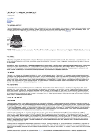 CHAPTER 11: VASCULAR BIOLOGY
Kelley’s Textbook of Internal Medicine
CHAPTER 11: VASCULAR BIOLOGY
ELIZABETH G. NABEL
The Normal Artery
The Intima
The Media
The Adventitia
Cells of the Artery
Conclusion
THE NORMAL ARTERY
The normal artery consists of three layers. An intima lined by endothelium is on the inner or luminal aspect of the vessel and is bounded by the internal elastic lamina.
The media consists of smooth muscle cells intertwined by elastic fibers. The media is bounded by the internal elastic lamina and by an external elastic lamina. The
adventitia is the outer layer of the artery and is bounded by the external elastic lamina and the exterior of the vessel ( Fig. 11.1).
FIGURE 11.1. Structure of a normal muscular artery. (From Ross R, Glomset J. The pathogenesis of atherosclerosis. N Engl J Med 1996;295:369, with permission.)
THE INTIMA
In the human being at birth, the intima contains a thin layer of connective tissue and occasional smooth muscle cells. Over time, there is a concentric increase in the
number of smooth muscle cells in the intima, referred to as diffuse intimal thickening. The intima is lined by a single layer of endothelial cells that abuts the lumen of
the blood vessel.
Atherosclerotic lesions form in the intima. There are several ways in which lesions develop. The typical lesions of atherosclerosis are characterized by an asymmetric
thickening of the intima that encroaches on the lumen of the blood vessel, resulting in a decrease in blood flow. A second form of intimal thickening is due to an
increase in the intima associated with continued dilatation of the artery such that the actual lumen size does not change. These lesions tend to be concentric and
consist of diffuse intimal thickening due to smooth muscle cell hyperplasia, commonly found as a sequela of hypertension.
THE MEDIA
The media is the muscular wall of the artery, bounded by the internal and external elastic lamina. The function of the media is to contract or dilate the blood vessel.
Two different types of arteries are present in the human circulation: muscular arteries and elastic arteries. The media of muscular arteries consists of spiraling layers
of smooth muscle cells attached to one another. Each smooth muscle cell is surrounded by a discontinuous basement membrane and interspersed collagen fibrils.
Elastic arteries contain multiple layers of smooth muscle cells, each equivalent to a single media in a smaller muscular artery. Each layer of smooth muscle cells is
bounded by an elastic lamina on its inner and outer aspects. The number of layers or lamellar units in elastic arteries is proportional to the size of the animal and
depends on other factors, such as the anatomical position of the artery.
THE ADVENTITIA
The adventitia is the outer layer and the support structure of the artery. The adventitia consists of dense collagenous structures, including collagen fibrils, elastic
fibers, and some smooth muscle cells. The adventitia contains the vasovasorum, which contains small nerves and arterioles. The adventitia provides the outermost
portion of the media its nutrition via the vasovasorum, along with lymphatic channels and nerve fibers. The inner layer of the media receives its nutrition via blood
derived from the lumen of the blood vessel. There is an increase in the number of microvessels in the adventitia opposite intimas containing atherosclerotic plaques.
An increase in adventitial vessels as well as an increase in microvessels within the plaque may play important roles in the hemorrhage and thrombosis that follows
plaque rupture in unstable atherosclerotic lesions.
CELLS OF THE ARTERY
ENDOTHELIUM
The entire circulatory system is lined by a continuous, single-cell-thick vascular endothelium. In healthy vessels, the vascular endothelium comprises a container for
blood within the lumen of the artery and forms the biologic interface between the circulating blood components and all tissues of the artery. Endothelial cells probably
represent the largest and most extensive tissue in the body because they line the entire vascular tree. The endothelium is the principal barrier between elements of
the blood and the artery wall. In adults, the turnover of endothelial cells is very slow, on the order of 120 days. The endothelium has several very important functions:
it forms a highly selective permeability barrier; it provides a nonthrombogenic surface; it is a highly active metabolic tissue; it forms several vasoactive substances;
and it participates in the conversion of bloodborne monocytes to tissue-derived macrophages.
Endothelial cells morphologically are very similar throughout the circulatory system. However, there are functional differences in endothelial cells in different
anatomical sites. This is important since endothelial cells respond to injury after exposure to various injurious agents in different parts of the arterial tree. This might
include infectious agents, which act primarily at the capillary level; or oxidized low-density lipoprotein (LDL) particles that enter the subintima in large elastic and
muscular arteries; or the response on the part of the endothelium to sheer stress from systemic hypertension. Endothelial cells are normally attached to each other by
gap junctions. They transport substances in both directions across these cells via the process called transcytosis. Transendothelial channels have been observed
primarily in capillary endothelium; however, it has been suggested that junctions between endothelial cells serve as potential sites of transendothelial migration by
macrophages in large arteries as well.
Endothelial cells rest on a basement membrane that contains type IV collagen. These endothelial cells are capable of synthesis of connective tissue molecules. The
basement membrane in addition to the internal elastic lamina serves as a crude type of filter. When the endothelium is removed or the artery is stretched, pores are
present in the internal elastic lamina that permit the migration of macromolecules from the lumen to the media or the migration of smooth muscle cells from the media
to the intima.
Endothelial cells are highly active cells with multiple functions ( Fig. 11.2). Endothelial cells mediate several functions including a selective permeability barrier;
 