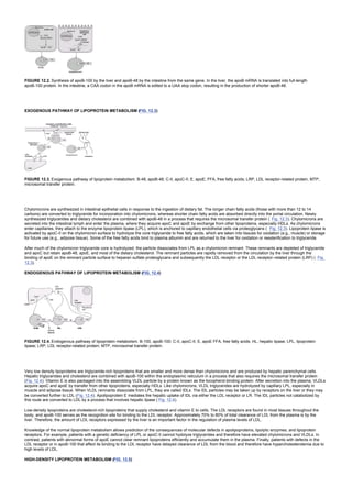 FIGURE 12.2. Synthesis of apoB-100 by the liver and apoB-48 by the intestine from the same gene. In the liver, the apoB mRNA is translated into full-length
apoB-100 protein. In the intestine, a CAA codon in the apoB mRNA is edited to a UAA stop codon, resulting in the production of shorter apoB-48.
EXOGENOUS PATHWAY OF LIPOPROTEIN METABOLISM (FIG. 12.3)
FIGURE 12.3. Exogenous pathway of lipoprotein metabolism. B-48, apoB-48; C-II, apoC-II; E, apoE; FFA, free fatty acids; LRP, LDL receptor-related protein; MTP,
microsomal transfer protein.
Chylomicrons are synthesized in intestinal epithelial cells in response to the ingestion of dietary fat. The longer chain fatty acids (those with more than 12 to 14
carbons) are converted to triglyceride for incorporation into chylomicrons, whereas shorter chain fatty acids are absorbed directly into the portal circulation. Newly
synthesized triglycerides and dietary cholesterol are combined with apoB-48 in a process that requires the microsomal transfer protein ( Fig. 12.3). Chylomicrons are
secreted into the intestinal lymph and enter the plasma, where they acquire apoC and apoE by exchange from other lipoproteins, especially HDLs. As chylomicrons
enter capillaries, they attach to the enzyme lipoprotein lipase (LPL), which is anchored to capillary endothelial cells via proteoglycans ( Fig. 12.3). Lipoprotein lipase is
activated by apoC-II on the chylomicron surface to hydrolyze the core triglyceride to free fatty acids, which are taken into tissues for oxidation (e.g., muscle) or storage
for future use (e.g., adipose tissue). Some of the free fatty acids bind to plasma albumin and are returned to the liver for oxidation or reesterification to triglyceride.
After much of the chylomicron triglyceride core is hydrolyzed, the particle dissociates from LPL as a chylomicron remnant. These remnants are depleted of triglyceride
and apoC but retain apoB-48, apoE, and most of the dietary cholesterol. The remnant particles are rapidly removed from the circulation by the liver through the
binding of apoE on the remnant particle surface to heparan sulfate proteoglycans and subsequently the LDL receptor or the LDL receptor–related protein (LRP) ( Fig.
12.3).
ENDOGENOUS PATHWAY OF LIPOPROTEIN METABOLISM (FIG. 12.4)
FIGURE 12.4. Endogenous pathway of lipoprotein metabolism. B-100, apoB-100; C-II, apoC-II; E, apoE FFA, free fatty acids; HL, hepatic lipase; LPL, lipoprotein
lipase; LRP, LDL receptor-related protein; MTP, microsomal transfer protein.
Very low density lipoproteins are triglyceride-rich lipoproteins that are smaller and more dense than chylomicrons and are produced by hepatic parenchymal cells.
Hepatic triglycerides and cholesterol are combined with apoB-100 within the endoplasmic reticulum in a process that also requires the microsomal transfer protein
(Fig. 12.4). Vitamin E is also packaged into the assembling VLDL particle by a protein known as the tocopherol-binding protein. After secretion into the plasma, VLDLs
acquire apoC and apoE by transfer from other lipoproteins, especially HDLs. Like chylomicrons, VLDL triglycerides are hydrolyzed by capillary LPL, especially in
muscle and adipose tissue. When VLDL remnants dissociate from LPL, they are called IDLs. The IDL particles may be taken up by receptors on the liver or they may
be converted further to LDL (Fig. 12.4). Apolipoprotein E mediates the hepatic uptake of IDL via either the LDL receptor or LR. The IDL particles not catabolized by
this route are converted to LDL by a process that involves hepatic lipase ( Fig. 12.4).
Low-density lipoproteins are cholesterol-rich lipoproteins that supply cholesterol and vitamin E to cells. The LDL receptors are found in most tissues throughout the
body, and apoB-100 serves as the recognition site for binding to the LDL receptor. Approximately 70% to 80% of total clearance of LDL from the plasma is by the
liver. Therefore, the amount of LDL receptors expressed by the liver is an important factor in the regulation of plasma levels of LDL.
Knowledge of the normal lipoprotein metabolism allows prediction of the consequences of molecular defects in apolipoproteins, lipolytic enzymes, and lipoprotein
receptors. For example, patients with a genetic deficiency of LPL or apoC-II cannot hydolyze triglycerides and therefore have elevated chylomicrons and VLDLs. In
contrast, patients with abnormal forms of apoE cannot clear remnant lipoproteins efficiently and accumulate them in the plasma. Finally, patients with defects in the
LDL receptor or in apoB-100 that affect its binding to the LDL receptor have delayed clearance of LDL from the blood and therefore have hypercholesterolemia due to
high levels of LDL.
HIGH-DENSITY LIPOPROTEIN METABOLISM (FIG. 12.5)
 