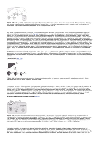 FIGURE 12.5. Pathways of HDL metabolism. Solid lines trace the conversion of lipoprotein particles. Broken lines trace the transfer of free cholesterol or cholesteryl
ester between different lipoprotein classes or between lipoprotein and cells. ABC1, ATP-binding cassette protein 1; CETP, cholesteryl ester transfer protein; HL,
hepatic lipase; LCAT, lecithin:cholesterol acyltransferase; SR-BI, scavenger receptor class BI.
High-density lipoproteins are believed to participate in a process termed “reverse cholesterol transport” in which excess peripheral cholesterol is acquired by HDLs
and returned to the liver for excretion into the bile ( Fig. 12.5). Apolipoprotein A-I, the major HDL apolipoprotein, is synthesized by both the intestine and the liver.
Nascent HDLs are thought to be discoidal particles that acquire unesterified cholesterol from peripheral tissues, a process facilitated by a cellular protein called
ATP-binding cassette protein 1 (ABC1). Unesterified cholesterol is esterified on HDLs by the enzyme lecithin:cholesterol acyltransferase (LCAT), a plasma enzyme
associated with HDLs. As nascent HDLs generate more cholesteryl ester, they evolve into spherical particles, which enlarge further as they acquire additional lipid
and protein constituents from chylomicrons and VLDLs when the triglyceride core of these lipoproteins is hydrolyzed. The HDL cholesteryl esters can be transferred to
the liver through at least two pathways. First, HDL cholesteryl esters can be transferred to apoB-containing lipoproteins in exchange for triglyceride through the action
of cholesteryl ester transfer protein (CETP). Some of these apoB-containing lipoproteins are then removed from the plasma by the liver via the LDL receptor or LRP.
Triglyceride-enriched HDL is a substrate for hepatic lipase, which hydrolyzes HDL triglycerides and phospholipids and generates smaller HDL particles. Second, HDL
cholesteryl esters can be taken up directly by the liver in a process termed selective cholesterol uptake. This process is mediated by scavenger receptor class BI
(SR-BI), a cell surface receptor that facilitates uptake of HDL cholesteryl ester but not of the entire lipoprotein particle. Thus, the metabolism of HDL cholesteryl ester
and HDL apoA-I are dissociated. Eventually, apoA-I is removed from the circulation by a process that is not well understood but involves both the kidneys and the
liver.
ApoA-II is the second most abundant HDL apolipoprotein. Unlike apoA-I, apoA-II is synthesized only by the liver, not by the intestine. Apolipoprotein A-II is found on
approximately two-thirds of all HDL particles. This results in two major classes of HDL particles: one containing apoA-I and apoA-II and the other containing apoA-I
without apoA-II. These two classes of HDL particles may have different physiologic roles and metabolic pathways, but their significance for human pathophysiology is
uncertain.
LIPOPROTEIN(A) (FIG. 12.6)
FIGURE 12.6. Pathways of lipoprotein(a) metabolism. Apolipoprotein(a) is secreted by the hepatocyte independently of LDL and subsequently binds to LDL or a
precursor to form Lp(a). HL, hepatic lipase; LPL, lipoprotein lipase.
Lipoprotein(a), or Lp(a), is another lipoprotein found to a variable extent in human plasma. It is related in structure to LDL in that it contains apoB-100 and a core of
cholesteryl ester. Lipoprotein(a) is distinguished structurally from LDL by the presence of a unique protein, apolipoprotein(a) [apo(a)], which is linked by a single
disulfide bond to the apoB. Apolipoprotein(a) bears a strong resemblance to plasminogen and varies substantially in its molecular weight among different persons. It
is synthesized by the liver, and the association of apo(a) with apoB may occur after apo(a) is secreted into the plasma. Once intact, the metabolism of Lp(a) is distinct
from that of LDL. Lipoprotein(a) generally has a longer half-life than that of LDL and is not removed from the plasma by the LDL receptor. However, the site and
mechanism of its catabolism are unknown. Lipoprotein(a) is generally considered to be an independent risk factor for atherosclerotic vascular disease.
INTRACELLULAR CHOLESTEROL METABOLISM (FIG. 12.7)
FIGURE 12.7. Intracellular cholesterol metabolism. Low-density lipoprotein (LDL) is targeted to lysosomes by the LDL receptor and LDL cholesteryl esters are
hydrolyzed to free cholesterol by the lysosomal acid lipase. The Niemann-Pick C gene 1 is required for transfer of lysosomal free cholesterol to the cytoplasmic pool.
Free cholesterol can then be esterified to cholesteryl esters by acyl coenzyme A:cholesterol acyltransferase and stored as lipid droplets or be released to acceptor
particles such as HDL. Free cholesterol within the cell down-regulates the expression of genes such as b-hydroxy-b-methylglutaryl-coenzyme A reductase and the
LDL receptor. ACAT, acyl coenzyme A:cholesterol acyltransferase; CE, cholesteryl ester; FC, free cholesterol; NPC1, Niemann-Pick C gene 1.
Cells require cholesterol for normal function, and they obtain it from two sources: biosynthesis from acetyl CoA and uptake of lipoprotein cholesterol from the
interstitial fluid. Most cells can take up cholesterol in the form of LDL through the LDL receptor, with the interaction mediated by apoB-100. The LDL receptor is a
glycoprotein that, after insertion into the plasma membrane, migrates laterally to coated pits, regions specialized for the rapid uptake of macromolecules such as LDL.
After binding to the receptor, LDL is internalized in endosome and dissociated from the receptor, which then recycles to the cell surface to take in more LDL. The
 