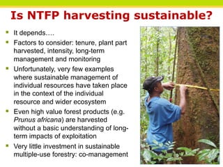 Is NTFP harvesting sustainable?
§  It depends….
§  Factors to consider: tenure, plant part
    harvested, intensity, long-term
    management and monitoring
§  Unfortunately, very few examples
    where sustainable management of
    individual resources have taken place
    in the context of the individual
    resource and wider ecosystem
§  Even high value forest products (e.g.
    Prunus africana) are harvested
    without a basic understanding of long-
    term impacts of exploitation
§  Very little investment in sustainable
    multiple-use forestry: co-management
                                              THINKING beyond the canopy
 
