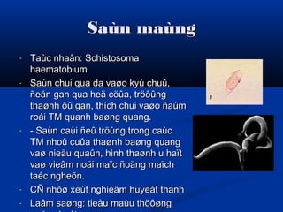 Saùn maùngSaùn maùng
- Taùc nhaân: SchistosomaTaùc nhaân: Schistosoma
haematobiumhaematobium
- Saùn chui qua da vaøo kyù chuû,Saùn chui qua da vaøo kyù chuû,
ñeán gan qua heä cöûa, tröôûngñeán gan qua heä cöûa, tröôûng
thaønh ôû gan, thích chui vaøo ñaùmthaønh ôû gan, thích chui vaøo ñaùm
roái TM quanh baøng quang.roái TM quanh baøng quang.
- - Saùn caùi ñeû tröùng trong caùc- Saùn caùi ñeû tröùng trong caùc
TM nhoû cuûa thaønh baøng quangTM nhoû cuûa thaønh baøng quang
vaø nieäu quaûn, hình thaønh u haïtvaø nieäu quaûn, hình thaønh u haït
vaø vieâm noäi maïc ñoäng maïchvaø vieâm noäi maïc ñoäng maïch
taéc ngheõn.taéc ngheõn.
- CÑ nhôø xeùt nghieäm huyeát thanhCÑ nhôø xeùt nghieäm huyeát thanh
- Laâm saøng: tieåu maùu thöôøngLaâm saøng: tieåu maùu thöôøng
 