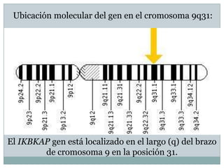Ubicación molecular del gen en el cromosoma 9q31:




El IKBKAP gen está localizado en el largo (q) del brazo
        de cromosoma 9 en la posición 31.
 