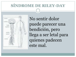 SÍNDROME DE RILEY-DAY


       No sentir dolor
       puede parecer una
       bendición, pero
       llega a ser letal para
       quienes padecen
       este mal.
 