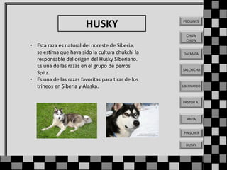 HUSKY
• Esta raza es natural del noreste de Siberia,
se estima que haya sido la cultura chukchi la
responsable del origen del Husky Siberiano.
Es una de las razas en el grupo de perros
Spitz.
• Es una de las razas favoritas para tirar de los
trineos en Siberia y Alaska.

PEQUINES

CHOW
CHOW

DALMATA

SALCHICHA

S.BERNARDO

PASTOR A.

AKITA

PINSCHER
HUSKY

 