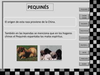 PEQUINÉS

PEQUINES

CHOW
CHOW

El origen de esta raza proviene de la China.

DALMATA

SALCHICHA

También en las leyendas se menciona que en los hogares
chinos el Pequinés espantaba los malos espíritus.

S.BERNARDO

PASTOR A.

AKITA

PINSCHER
HUSKY

 