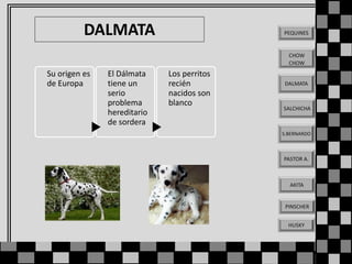 DALMATA

PEQUINES

CHOW
CHOW

Su origen es
de Europa

El Dálmata
tiene un
serio
problema
hereditario
de sordera

Los perritos
recién
nacidos son
blanco

DALMATA

SALCHICHA

S.BERNARDO

PASTOR A.

AKITA

PINSCHER
HUSKY

 